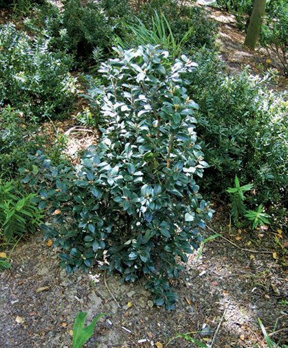 Ian Appleton Pohutukawa