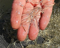 A handful of whitebait image.