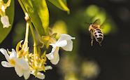 Bee approaching flowers