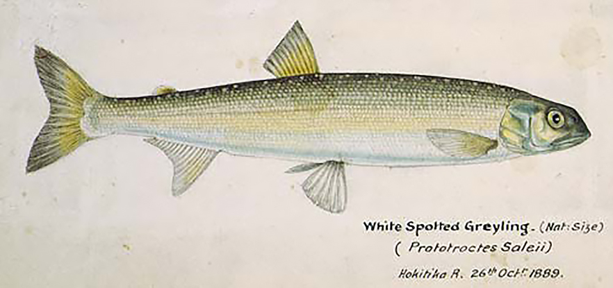 The New Zealand grayling image
