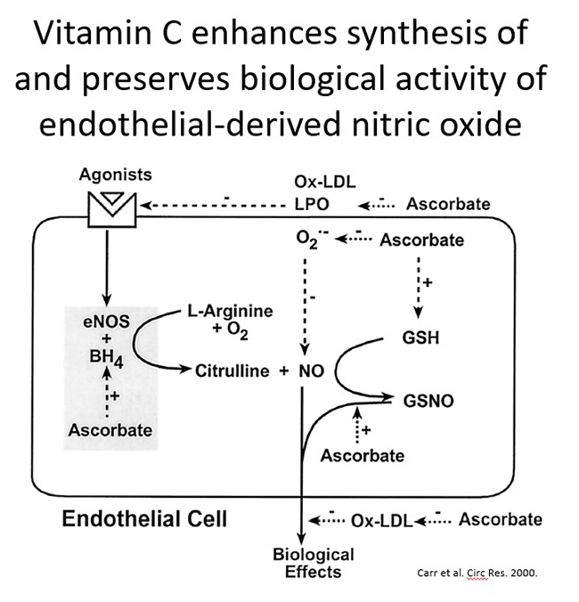 Vitaminc C enhances synthesis and endothelial derived nitric oxide