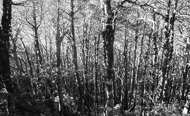 Black and white photograph of a dense forest of slim trees image 650