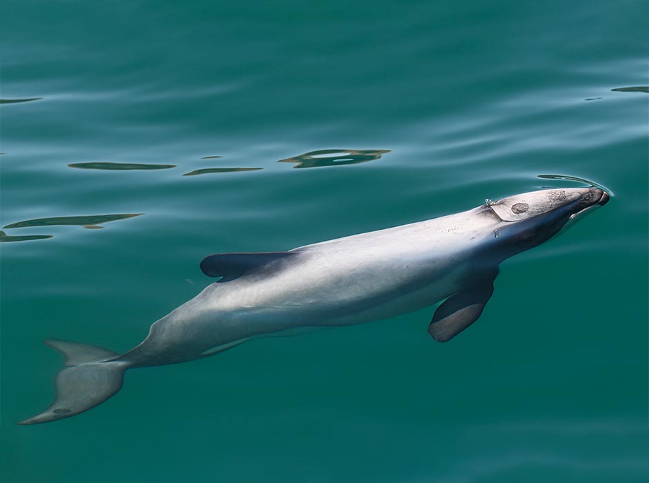 Hectors-dolphins-at-Otago-harbour