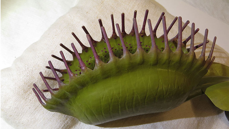 A model of a venus flytrap.