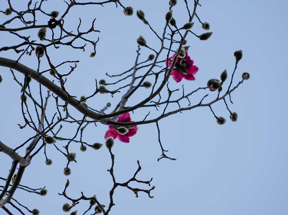 looking up at two pink magnolias in a tree with no other blooms or leaves