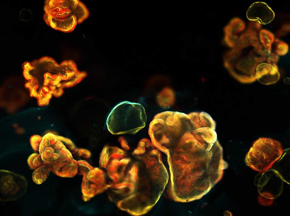 some yellow blobby shapes on a black backgroundf