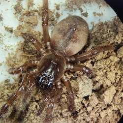 Migas taierii spider