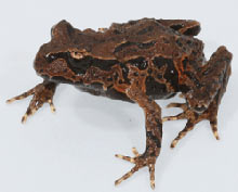 Archeys Frog Research