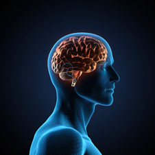 Brain image