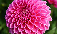 Dahlia thumb