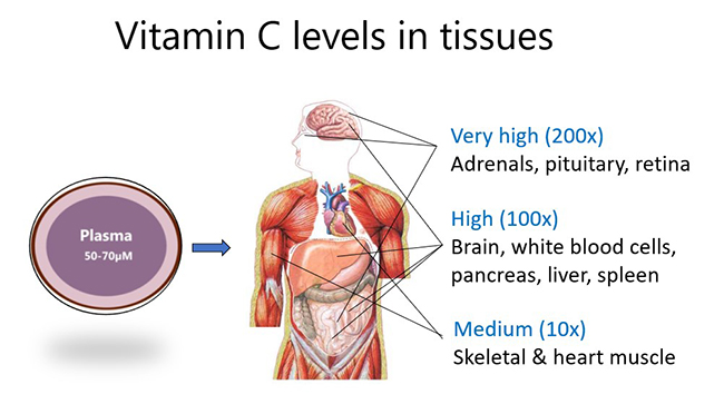 Vitamin C levels in tissues