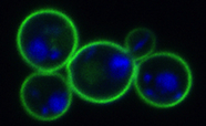 Fluorescent microscopic image of yeast cells thumbnail
