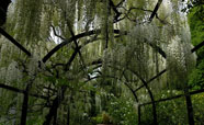 Walking through the Botanical Gardens in spring<br />Photo: Rebecca Phibbs (2016)