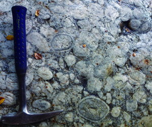 Orbicular granite, Mt. Cann Creek, southeast Nelson (March, 2011).  Sponsored by Estwing