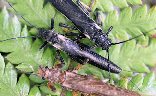 Three stoneflies, two dark and one lighter coloured, sitting on a fern leaf image