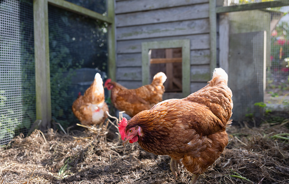 Three chickens in th henhouse