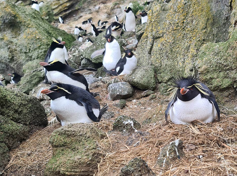 An image of Eastern Rockhopper penguins.