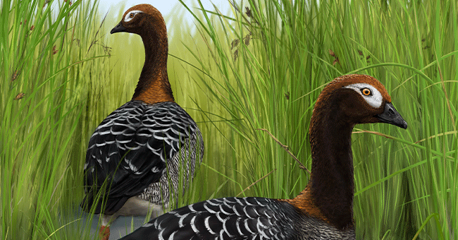 an image of a goose