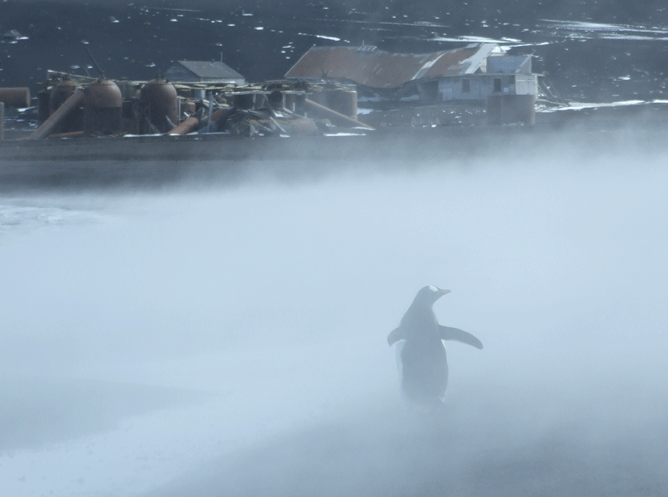bird in steam