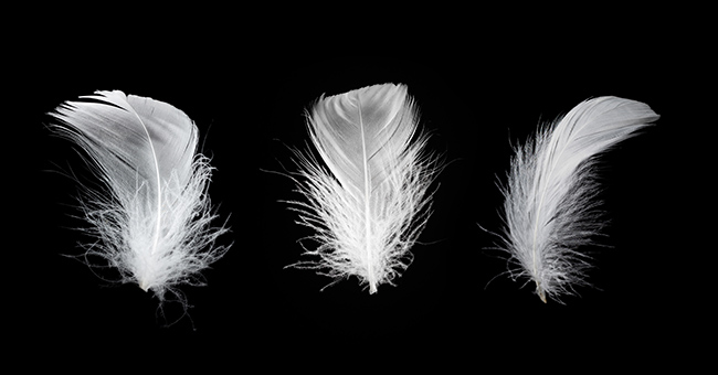 Three white feathers on black background