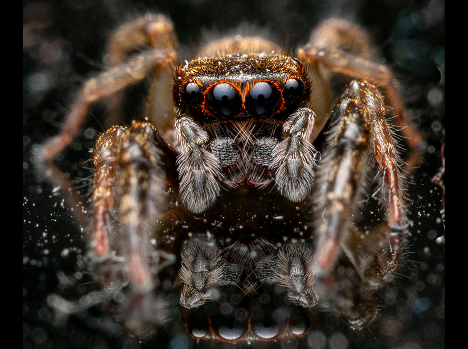 jumping-spider closeup