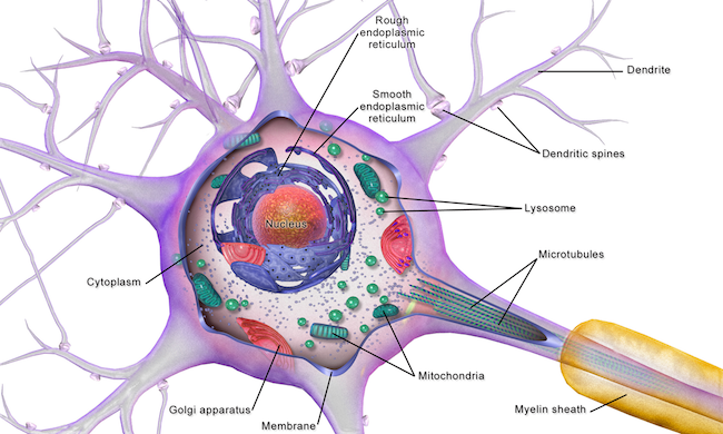 Drawing of a neuron with its organelles labelled.