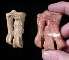Cast of Mantell's original ankle bone on the left; original fossil of a Palaeeudyptes-like penguin on the right. Both specimens from Geology Museum, University of Otago.