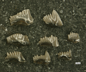 Conodont microfossils from the Late Permian found in Meishan, China are still a puzzle - no one knows what these structures were used for in these tiny, soft-tissue, now-extinct creatures. 