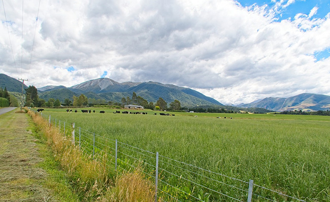 Cows in a paddock of green grass, with mountains in the distance image