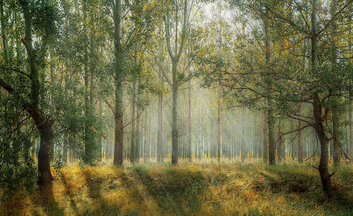 Image of forest with sunlight breaking through trees