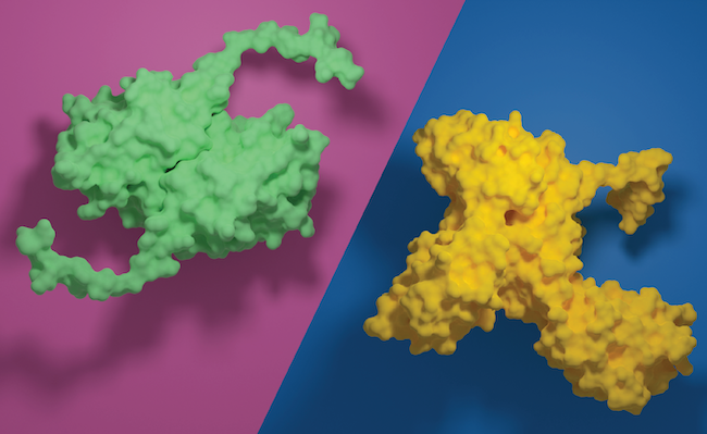 Digital illustration of peroxiredoxin and ORC3 proteins image