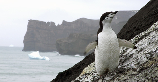 Antarctica penguin on hillside with water in background.