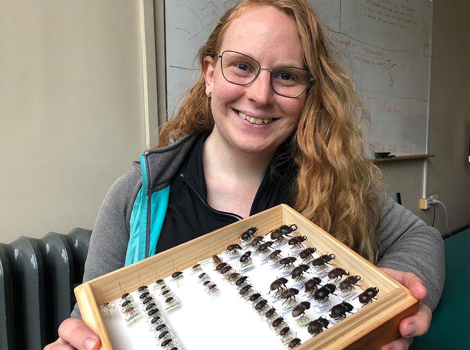  Dr Luna Grey, who completed her PhD in the Department of Zoology, has led a study investigating the impact of rats on the Helms’s stag beetle on Stewart Island.
