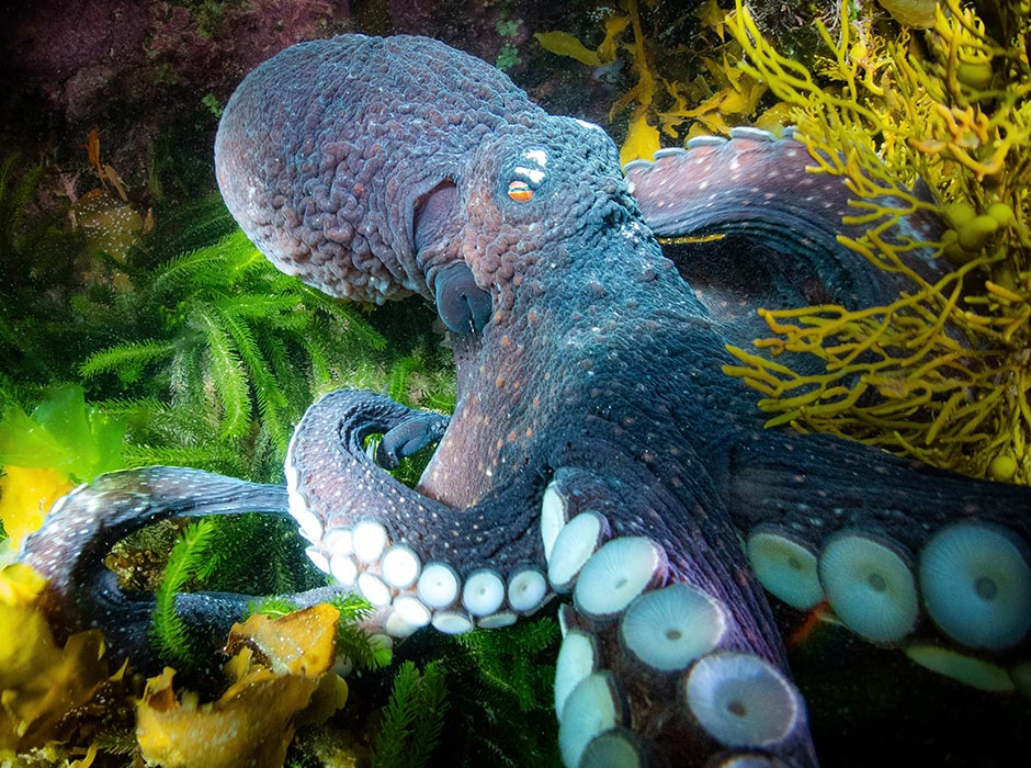 Octopus-underwater