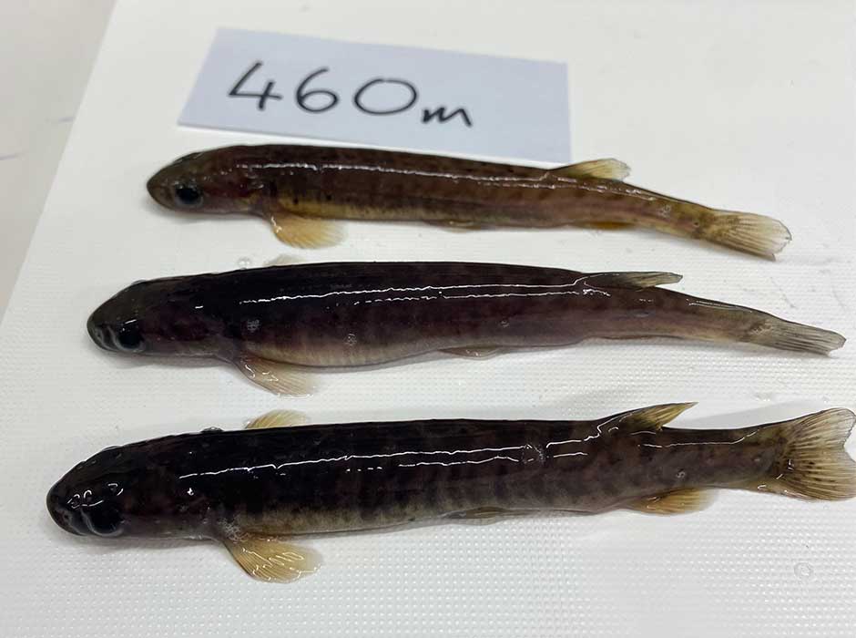 three fish lying next to each other one a white table 