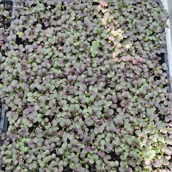 Microgreens in a seed tray