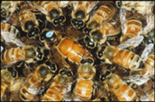 Bees group together.