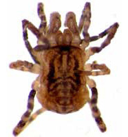 Harevstman (Opiliones)