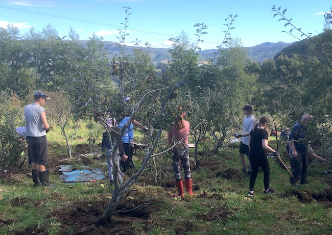 apple orchard_650