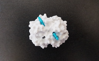 Plastic model of haemoglobin.