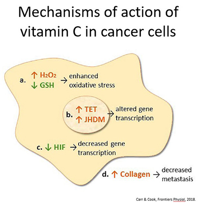 Mechanisms of action of vitamin C in cancer cells