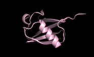 A ribbon model of the ubiquitin protein drawn using Pymol software.