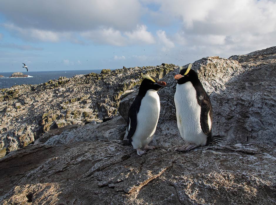 Erect-crested penguins are facing a tough future, with one of its two main populations shrinking. Photograph: Tawaki Project