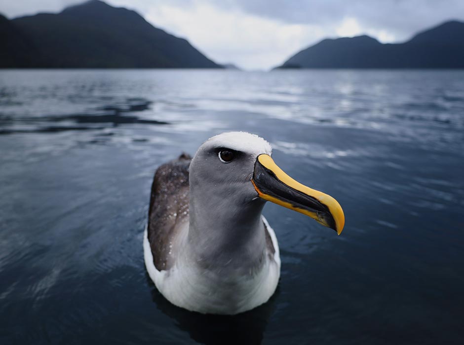 Albatross-in-the-water