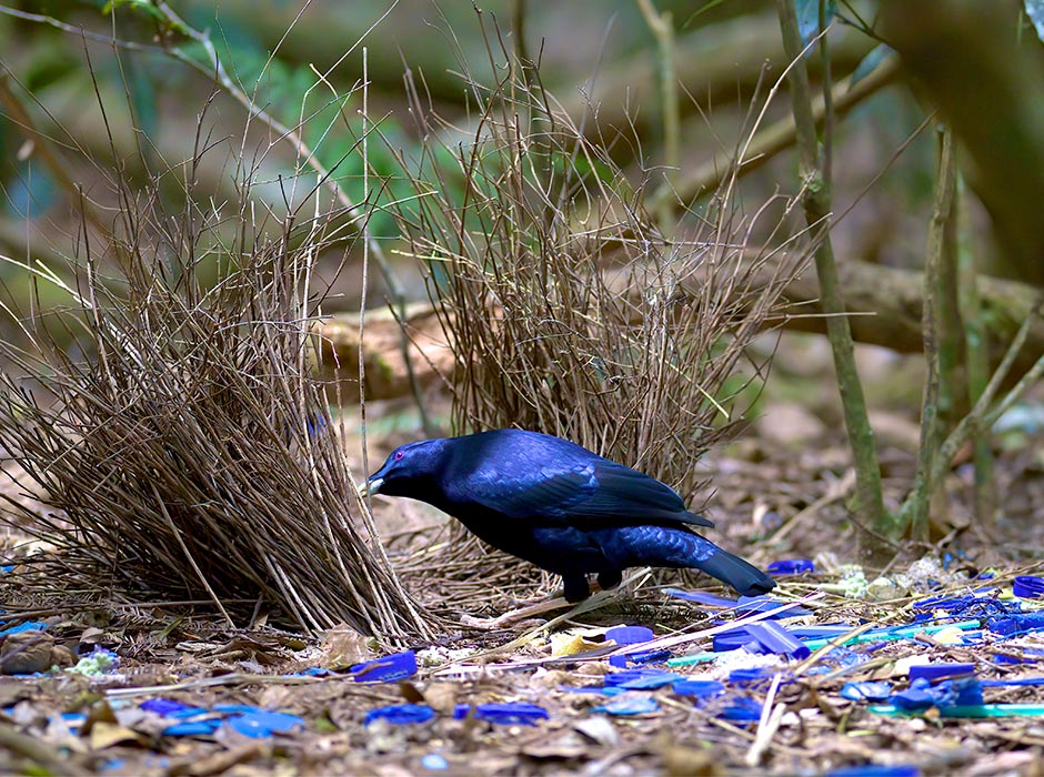 A male satin bowerbird by his highly decorated avenue bower. Photo by Daniel J. Field
