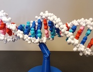 DNA model_tn