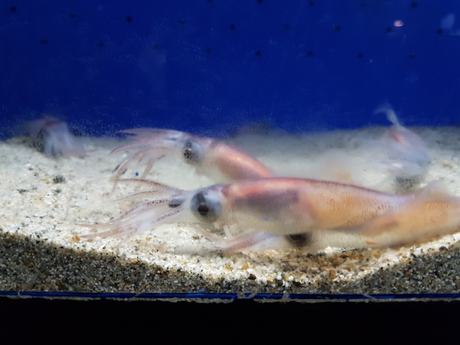 Firefly squid in nautural light image