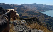 Freya enjoys the view of Lyttleton Harbour<br />Photo: Zoe Ward