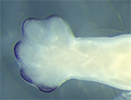 capn8.3 in situ on stage 54 xenopus hind limb. Expression is in the digit tips