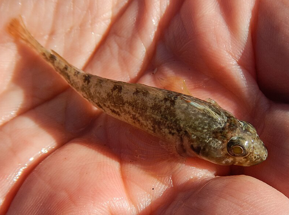 Mottled triplefin in hand